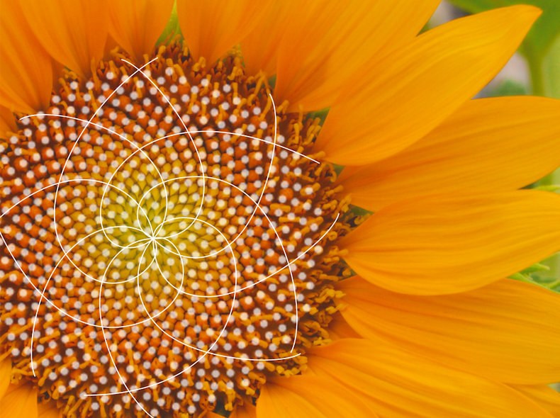 img - nature math sunflower